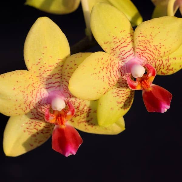 humidifiers-orchid-Arethusa-yellow