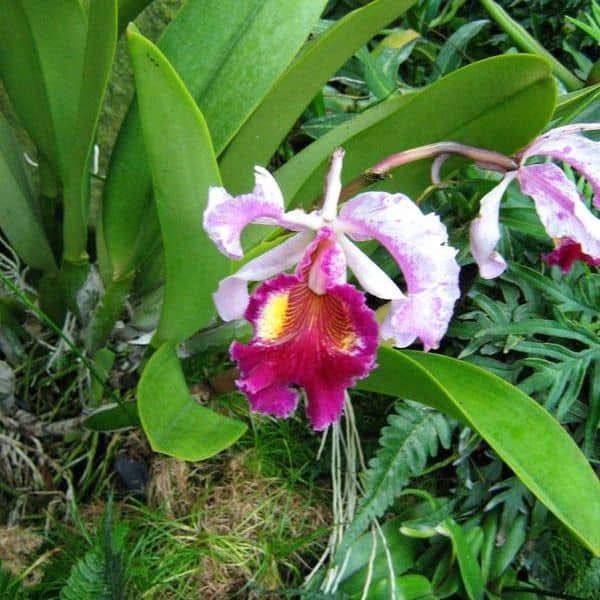 orchid-humidifier-singapore