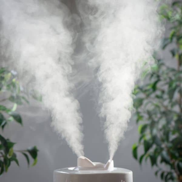 Do Ferns like Humidifiers?
