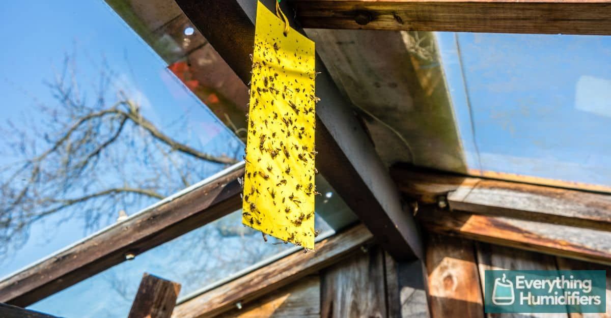 yellow-insect-trap-greenhouse